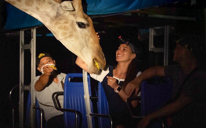 Giraffe interacting with visitors on Vinpearl Safari night bus tour.