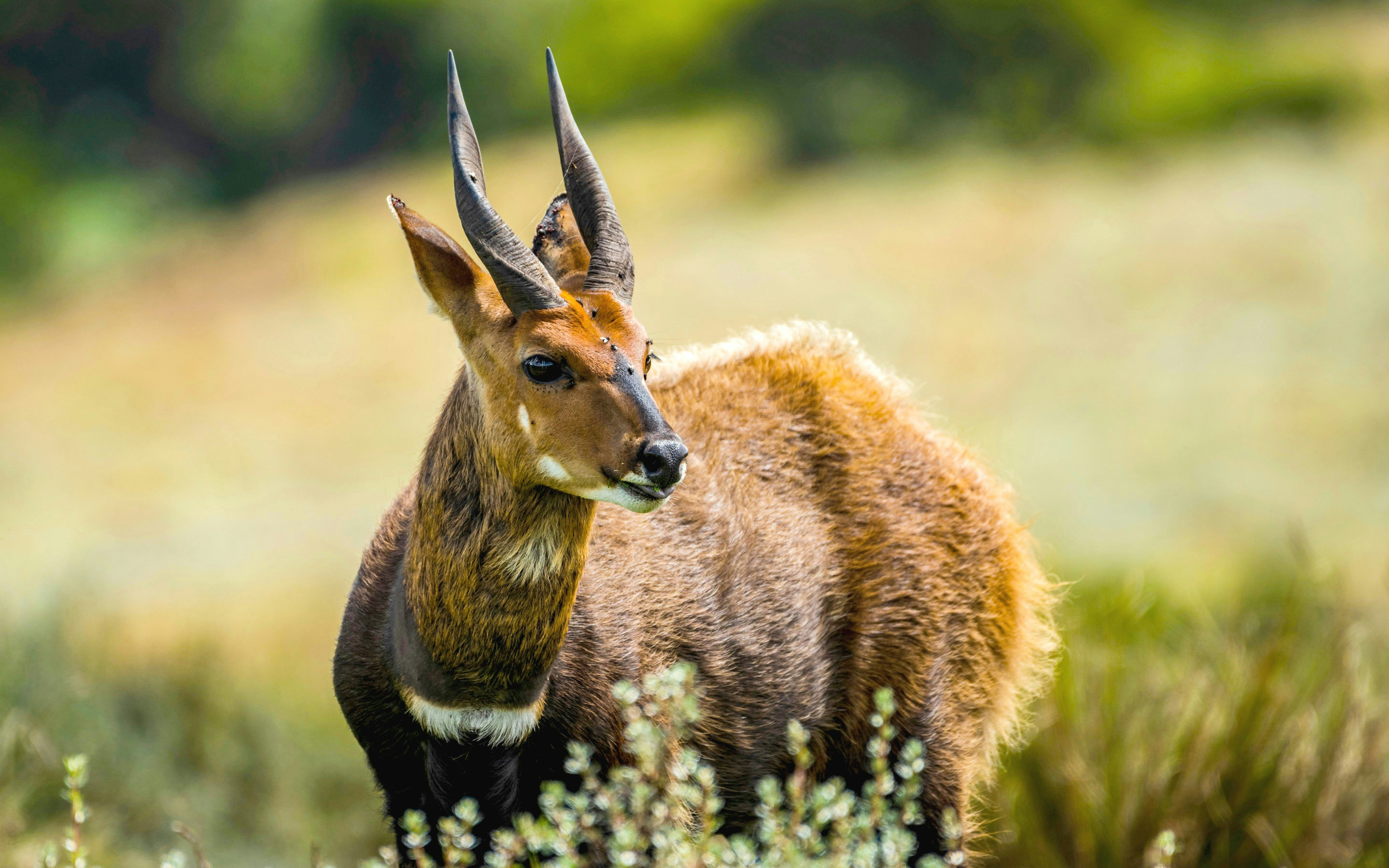 Bushbuck standing in Kenyan savanna.