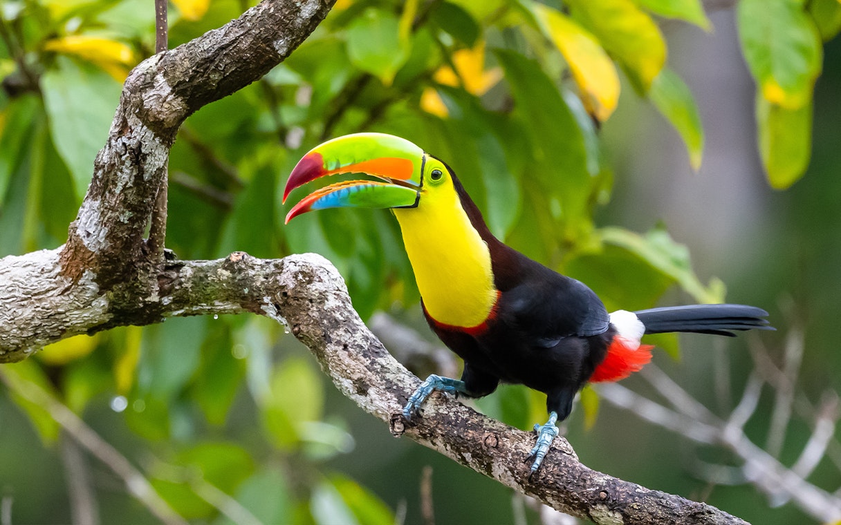 Toucan perched on a branch in Iguazu Falls, Argentina.
