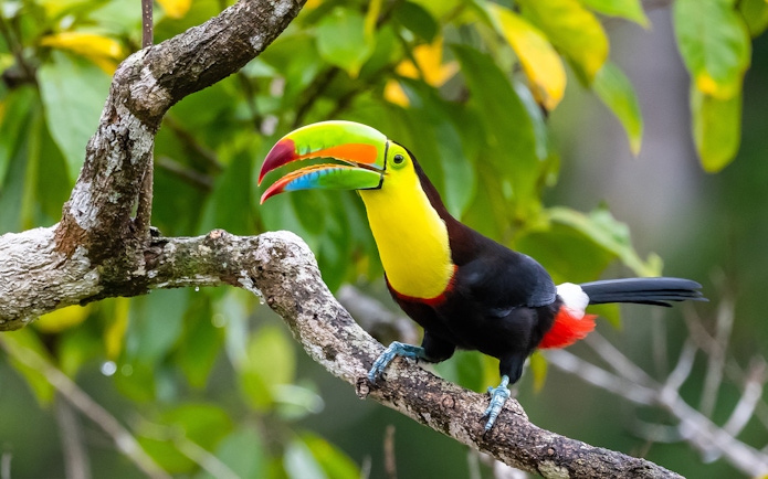Toucan perched on a branch in Iguazu Falls, Argentina.