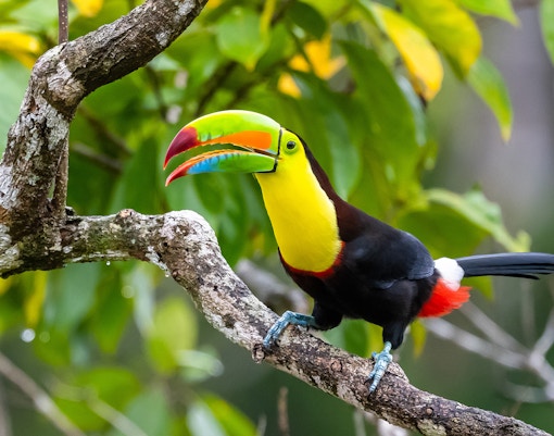 Toucans perched on a branch