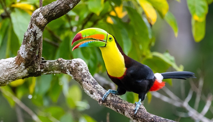 Toucan perched on a branch in Iguazu Falls, Argentina.
