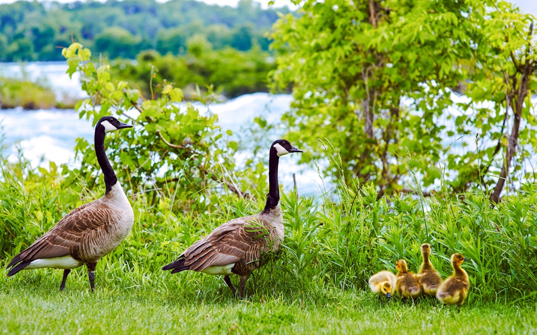 Canada geese family with goslings in grassy area near a river.