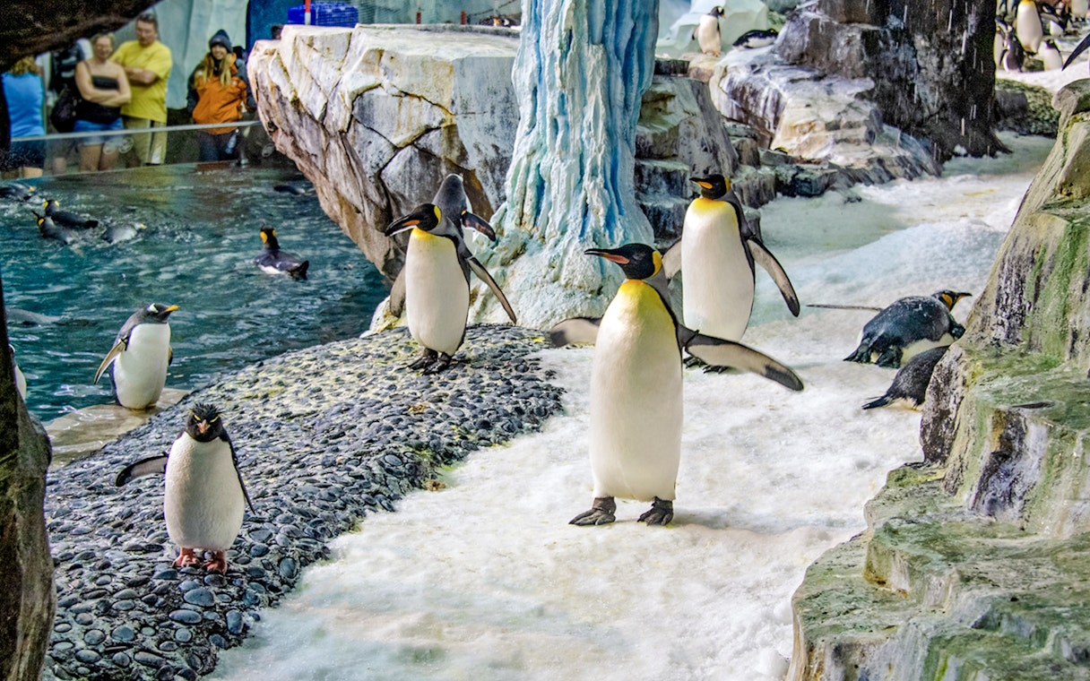 Penguins on icy terrain at Antarctica: Empire of the Penguin, SeaWorld Orlando.