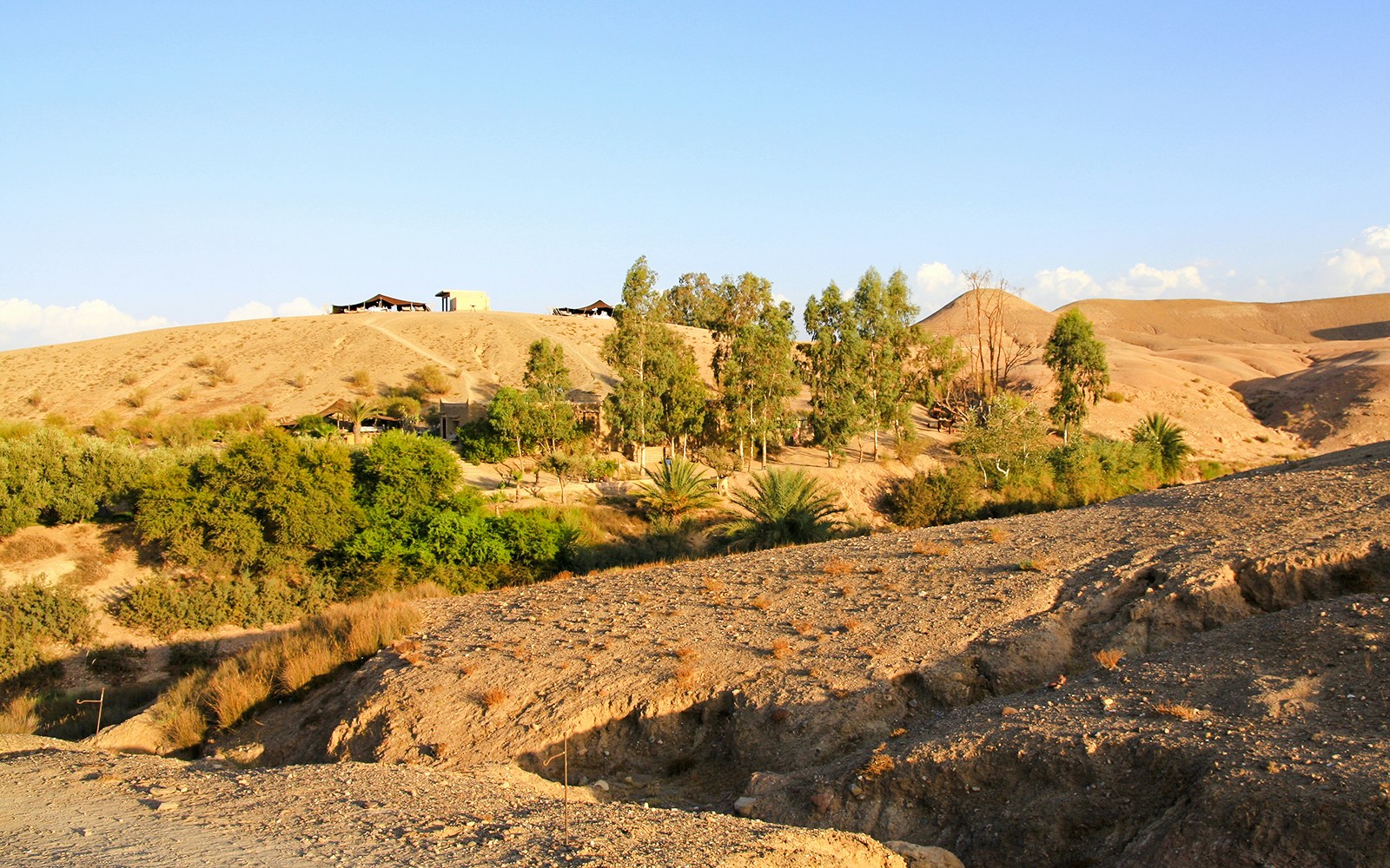 Local shrubs and trees in Agafay Desert, Morocco with distant hills.