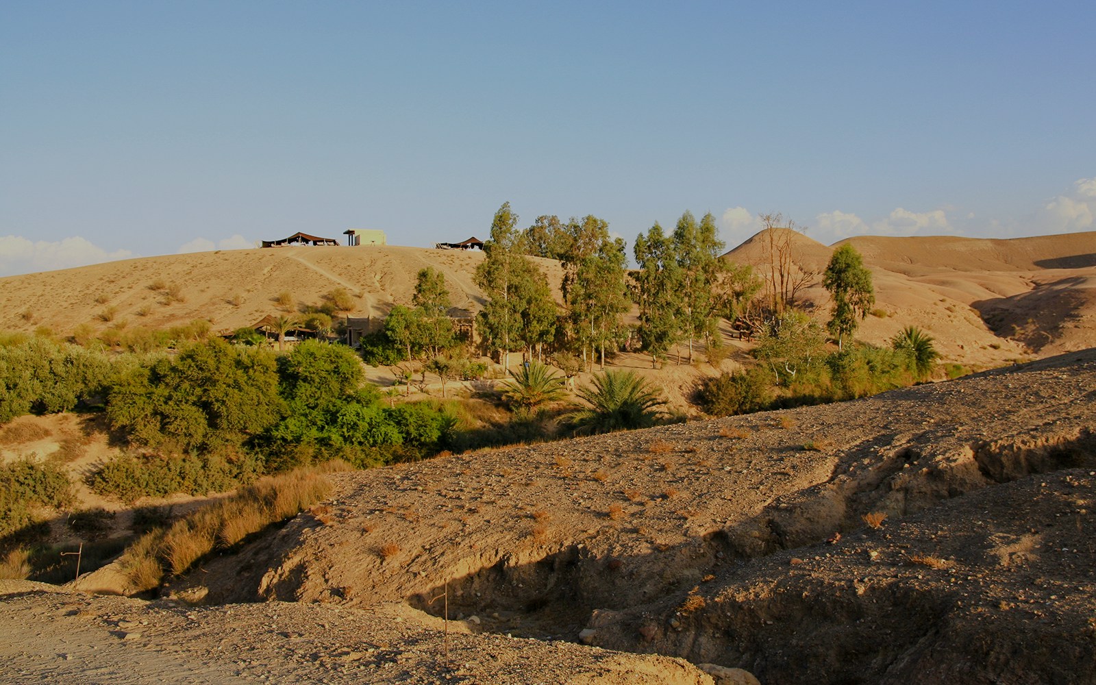 Local shrubs and trees in Agafay Desert, Morocco with distant hills.