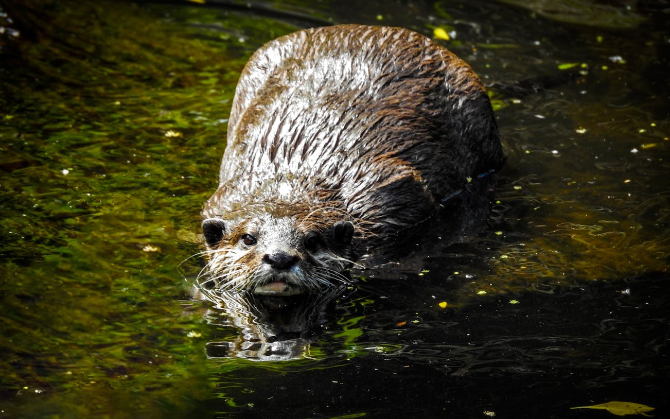 Asian Small-clawed Otter swimming at Willowbank Wildlife Reserve.