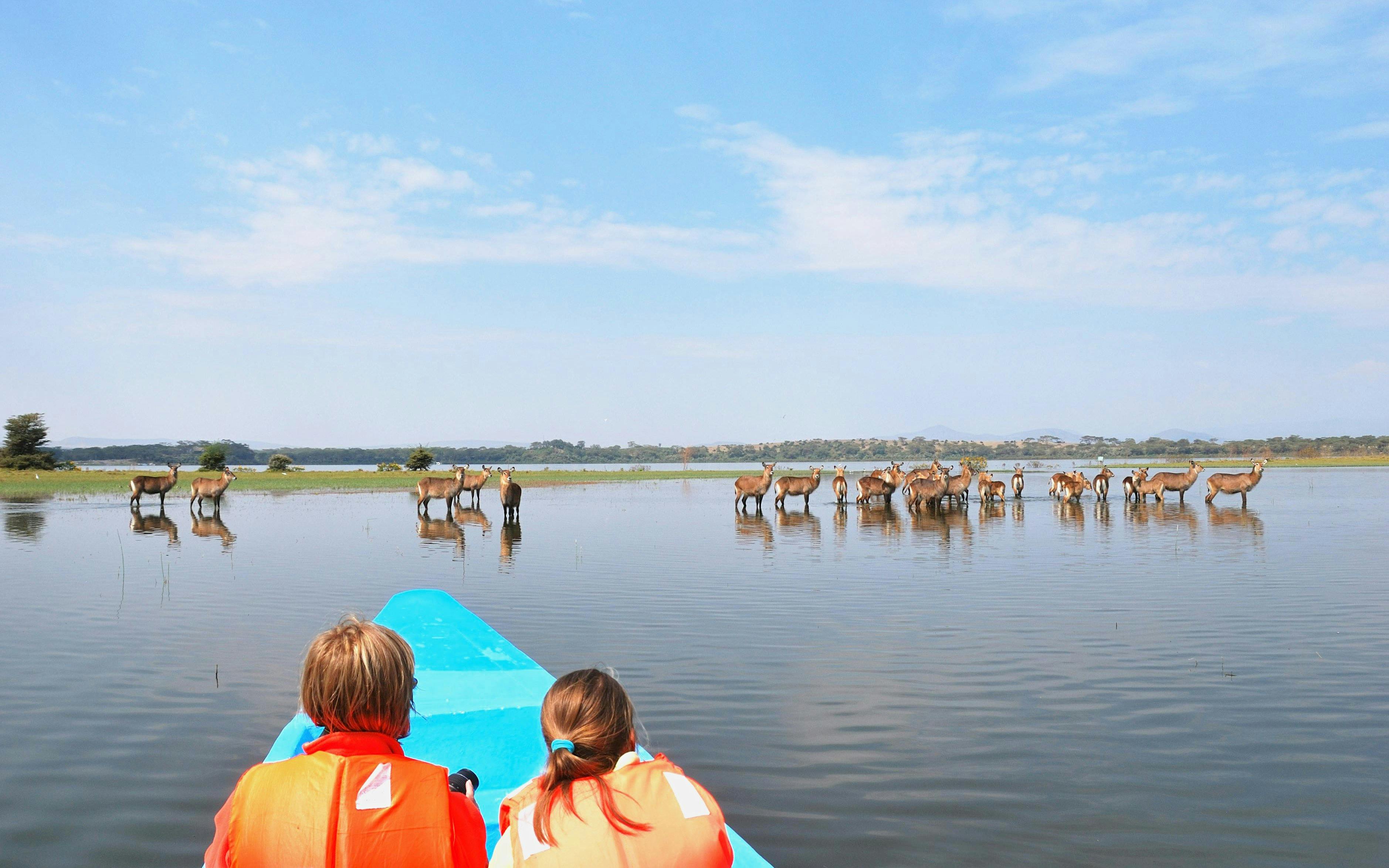 Boat ride on Naivasha Lake with antelopes in the water, Nairobi, Kenya.