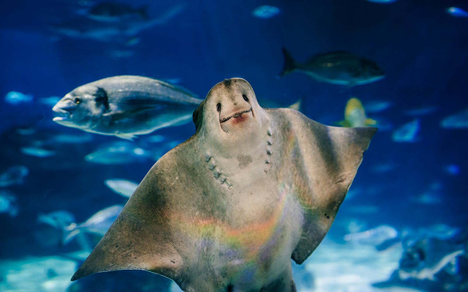 Sea ray swimming in Barcelona Aquarium with fish in the background.