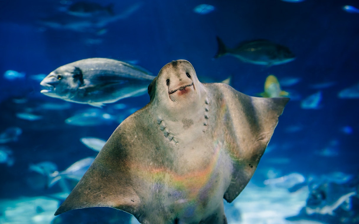 Sea ray swimming in Barcelona Aquarium with fish in the background.