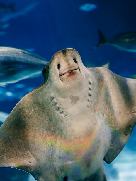 Sea ray swimming in Barcelona Aquarium with fish in the background.