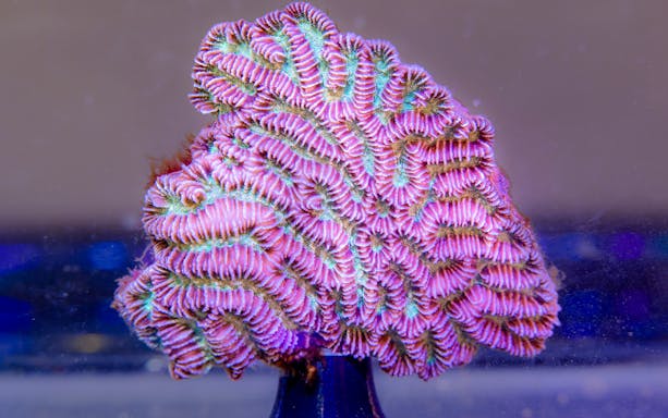 Colorful coral specimen at Cairns Aquarium's Living Coral Biobank Tour.