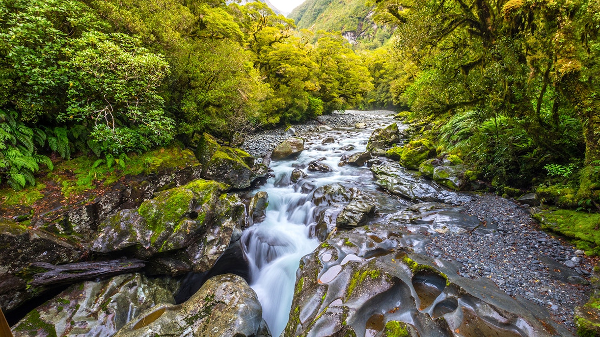 The Chasm Fall cascading through lush forest in Fiordland National Park, Milford Sound, New Zealand.