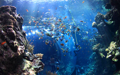 Diver in aquarium tank surrounded by colorful fish at California Academy of Sciences.