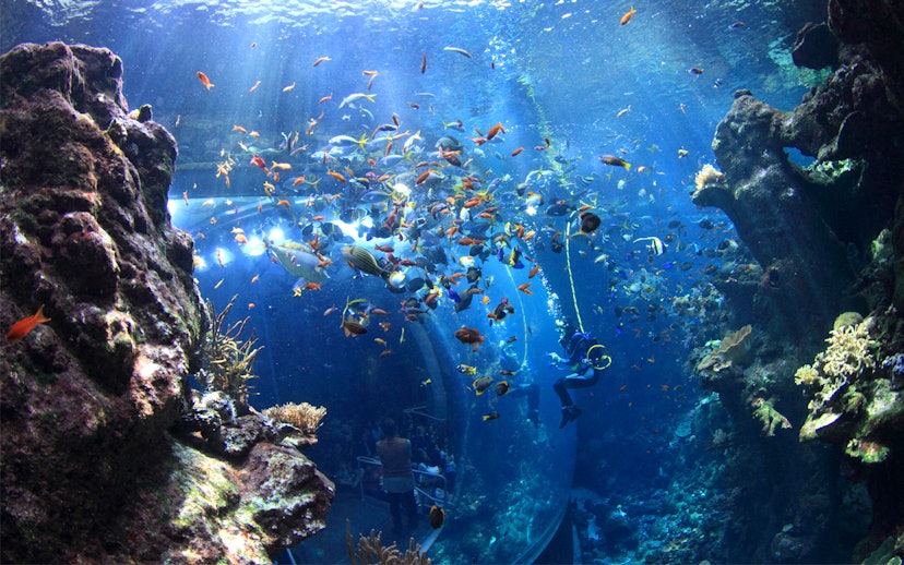 Diver in aquarium tank surrounded by colorful fish at California Academy of Sciences.