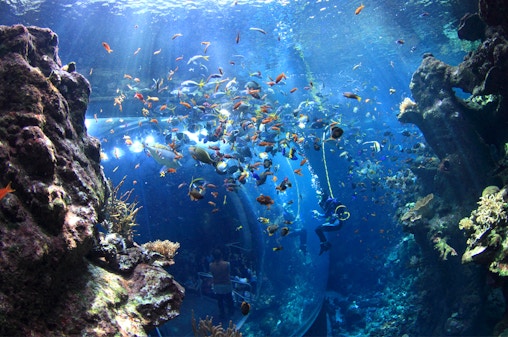 California Academy of Sciences Tickets