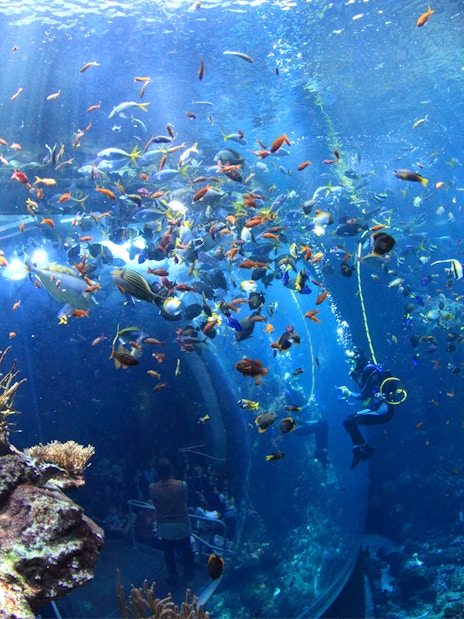 Diver in aquarium tank surrounded by colorful fish at California Academy of Sciences.