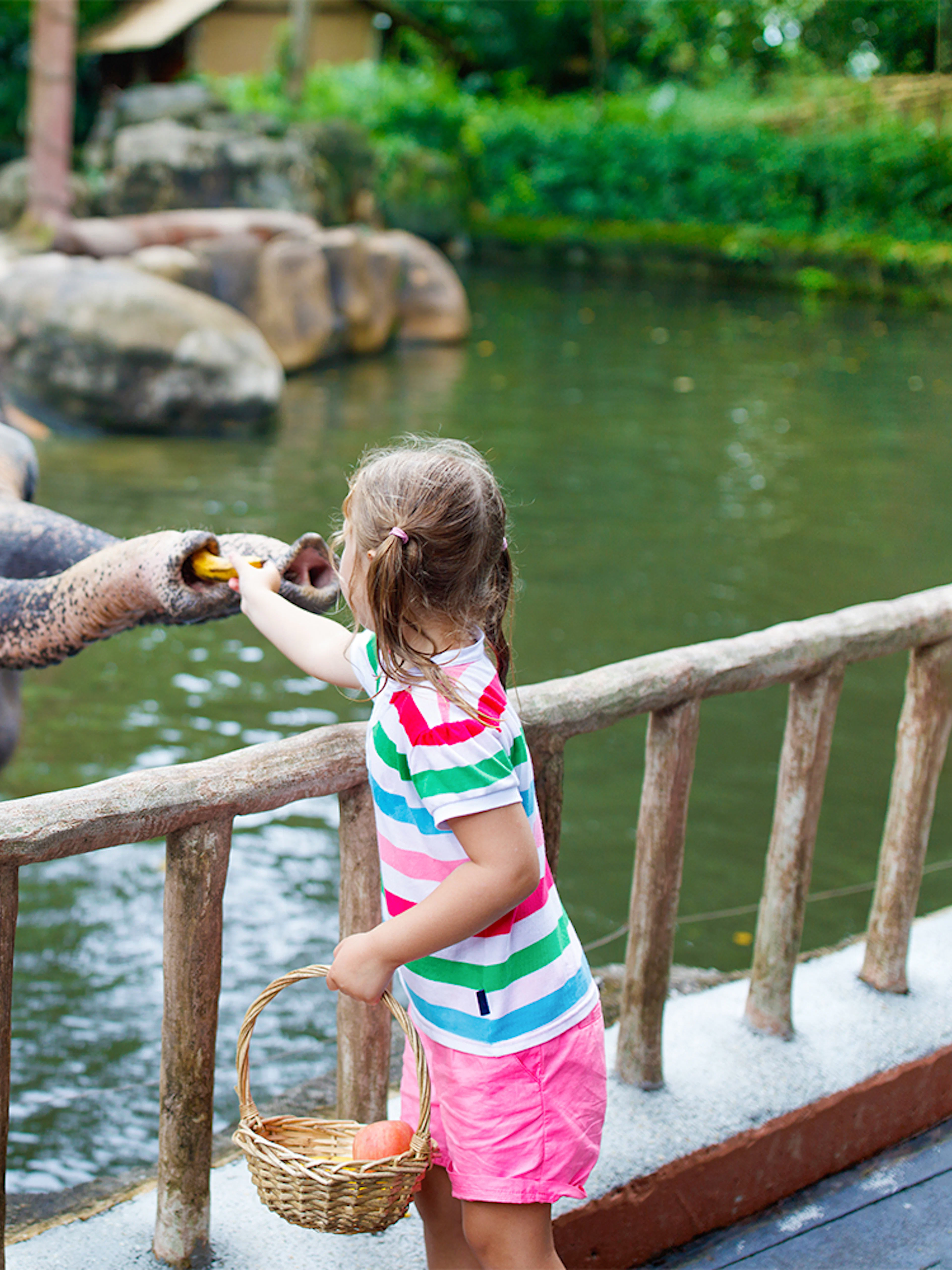 Child feeding an elephant at Warsaw Zoo.