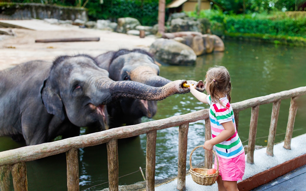 Child feeding an elephant at Warsaw Zoo.