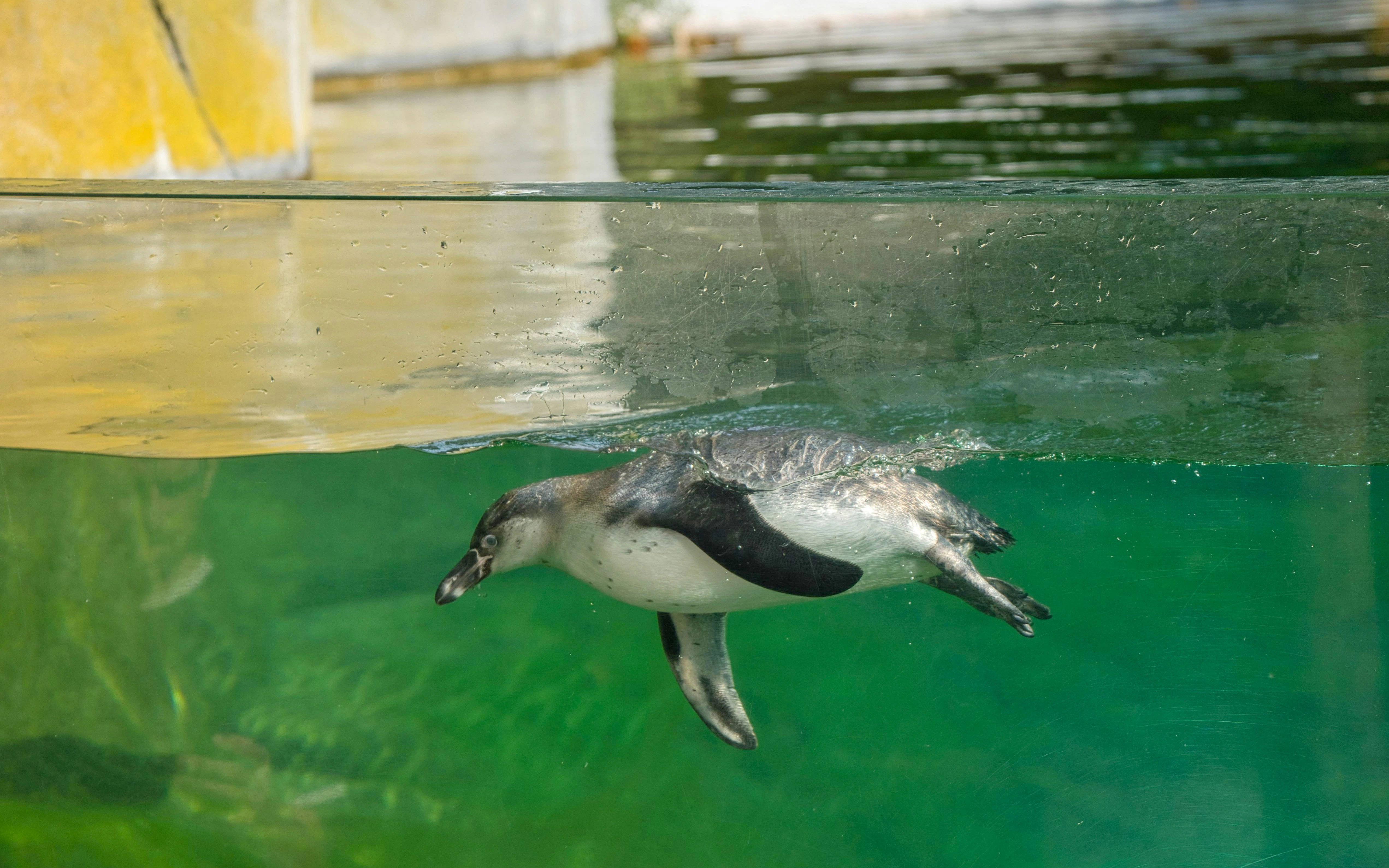 Humboldt penguin swimming underwater at Paris Zoologic Park.