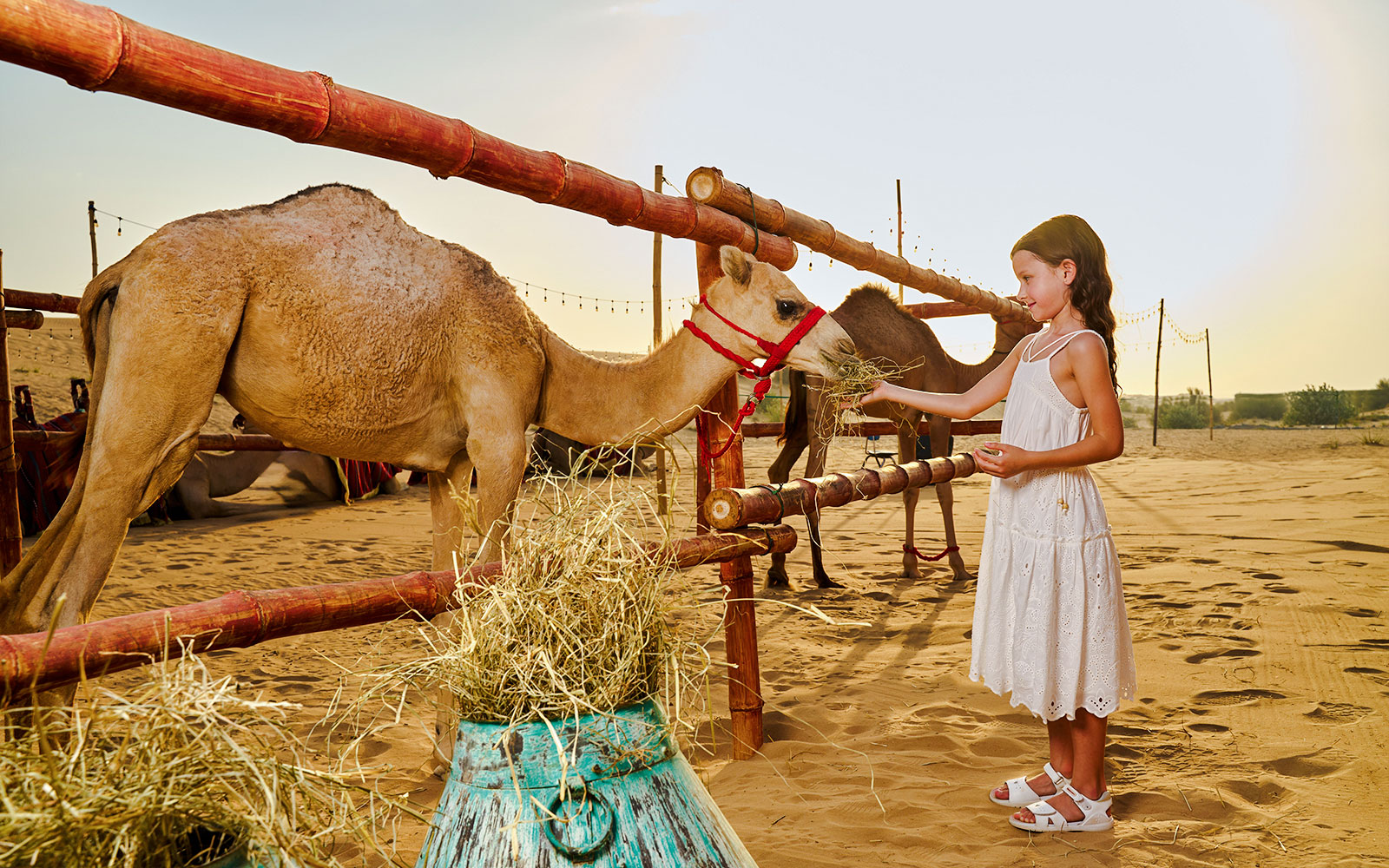 Girl feeding camel at Noble Camp Desert Safari.