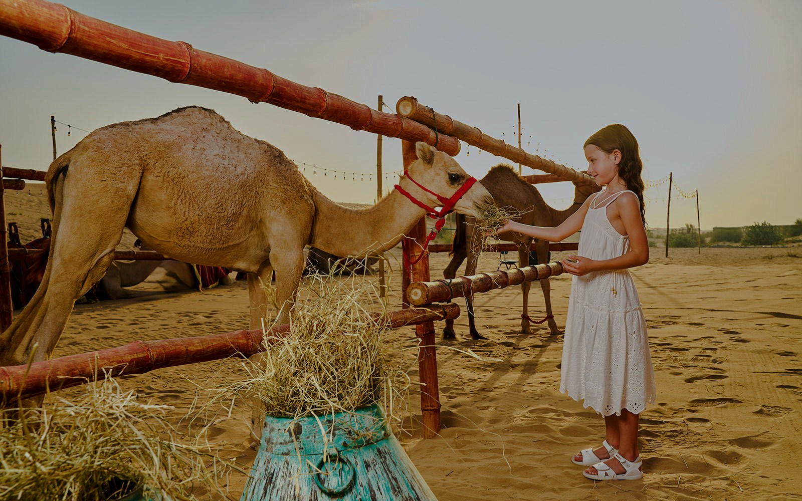 Girl feeding camel at Noble Camp Desert Safari.