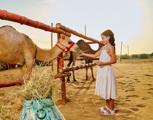 Girl feeding camel at Noble Camp Desert Safari.