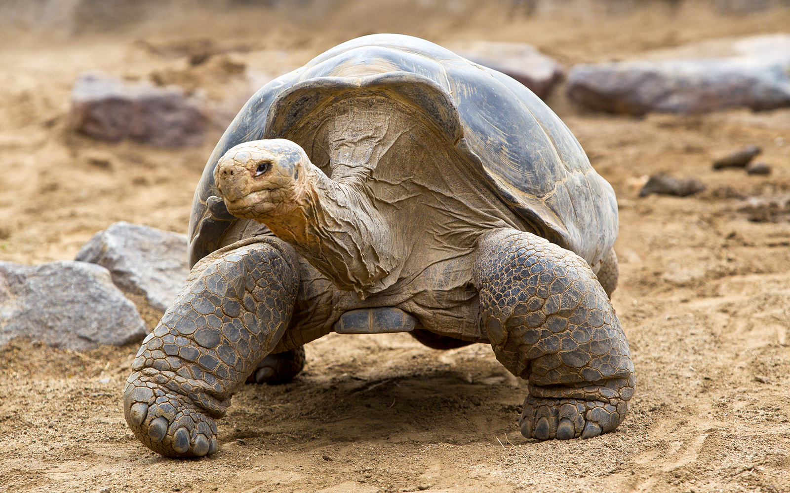 Giant tortoise walking on sandy ground at San Diego Zoo.