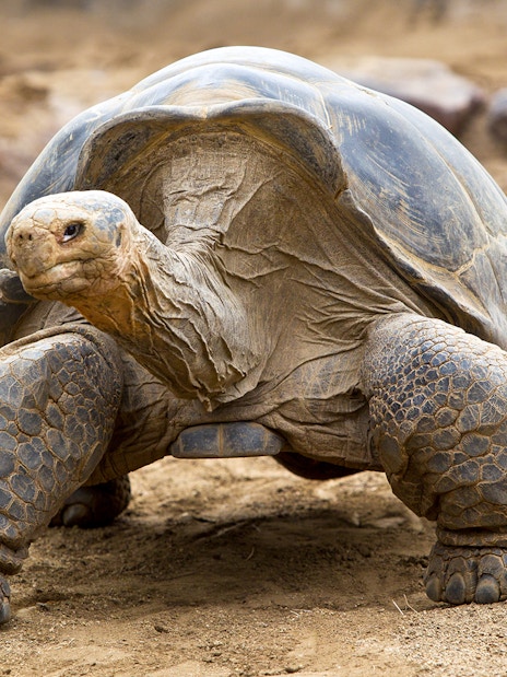 Giant tortoise walking on sandy ground at San Diego Zoo.