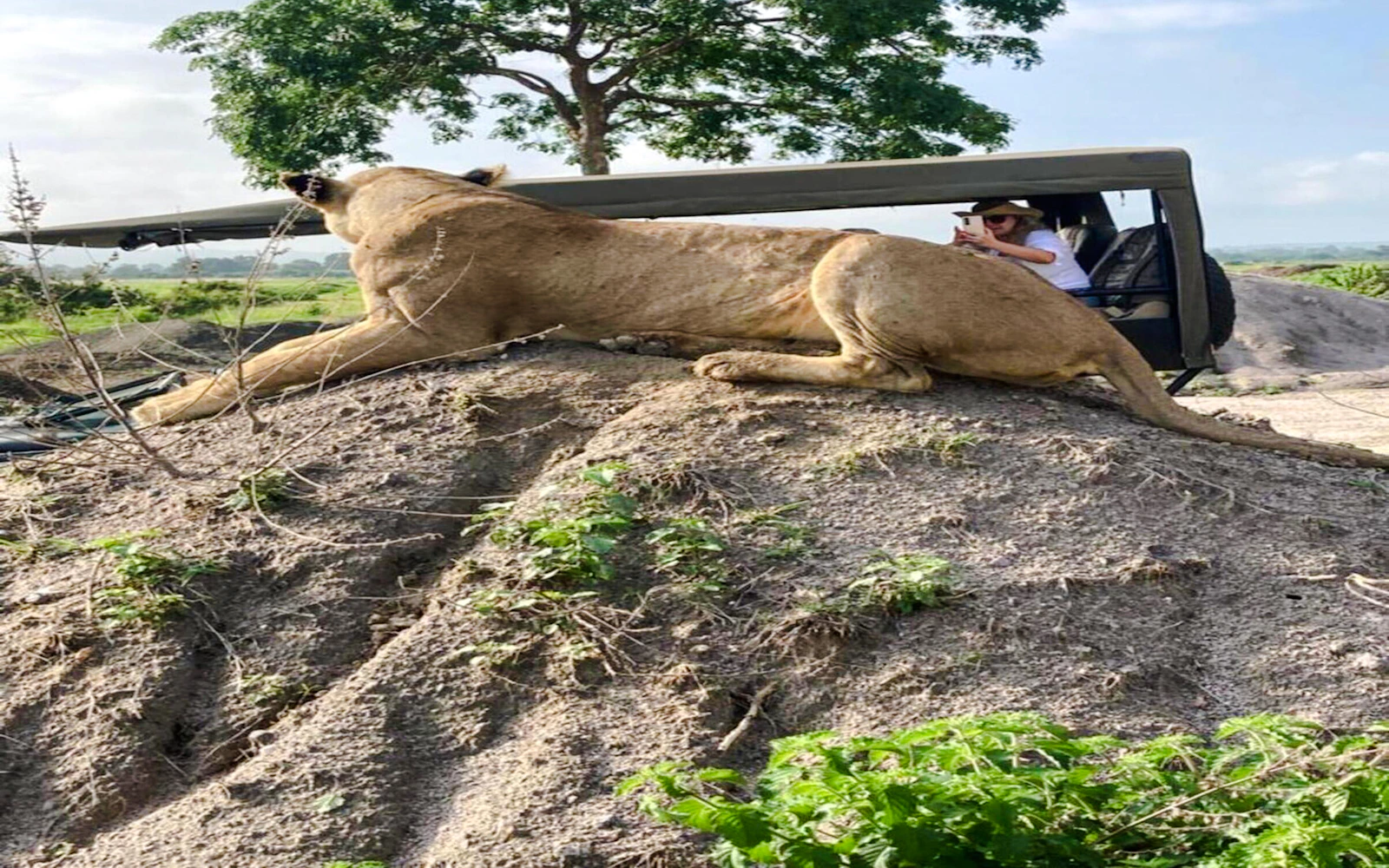 From Zanzibar: Mikumi National Park Day Safari with Flights and Transfers