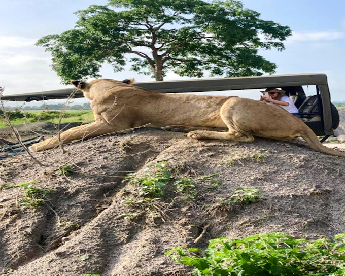 From Zanzibar: Mikumi National Park Day Safari with Flights and Transfers
