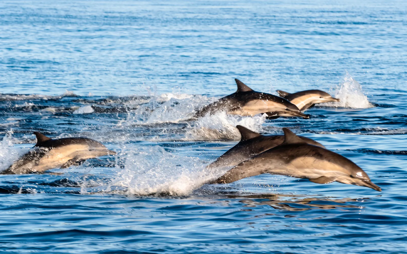 Dolphins swimming and jumping in the ocean during San Diego Whale & Dolphin Watching Adventure Cruise.