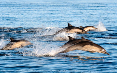 Dolphins swimming and jumping in the ocean during San Diego Whale & Dolphin Watching Adventure Cruise.