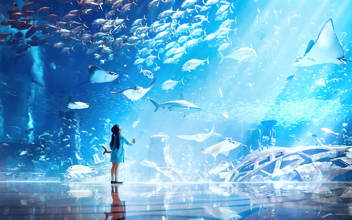 Child observing marine life at The Lost Chambers Aquarium.