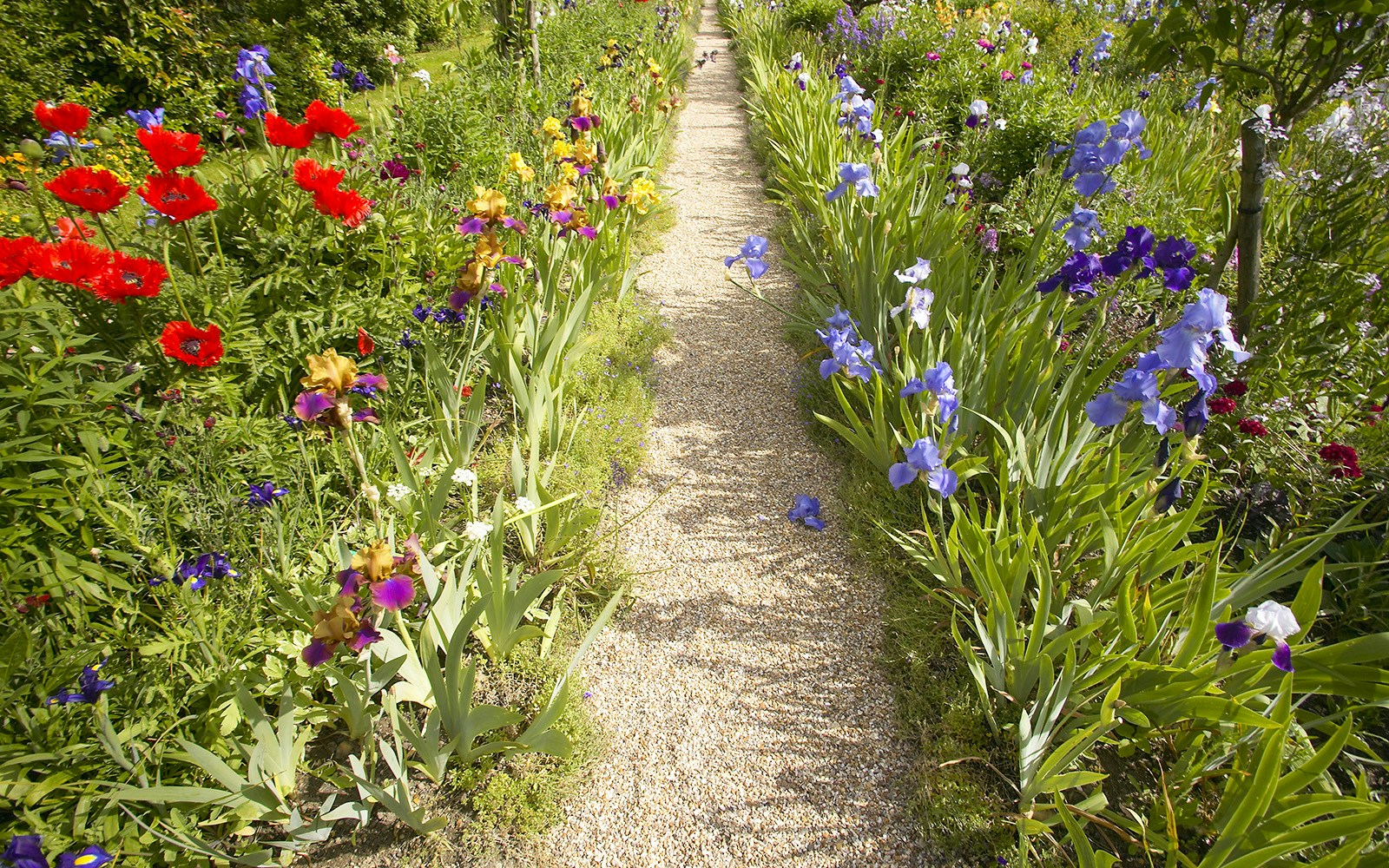 Iris Garden in Giverny with vibrant flowers and lush greenery.