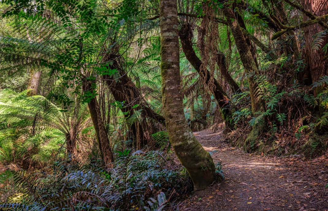 Bruny Island rainforest walk with lush greenery and wooden boardwalk path.