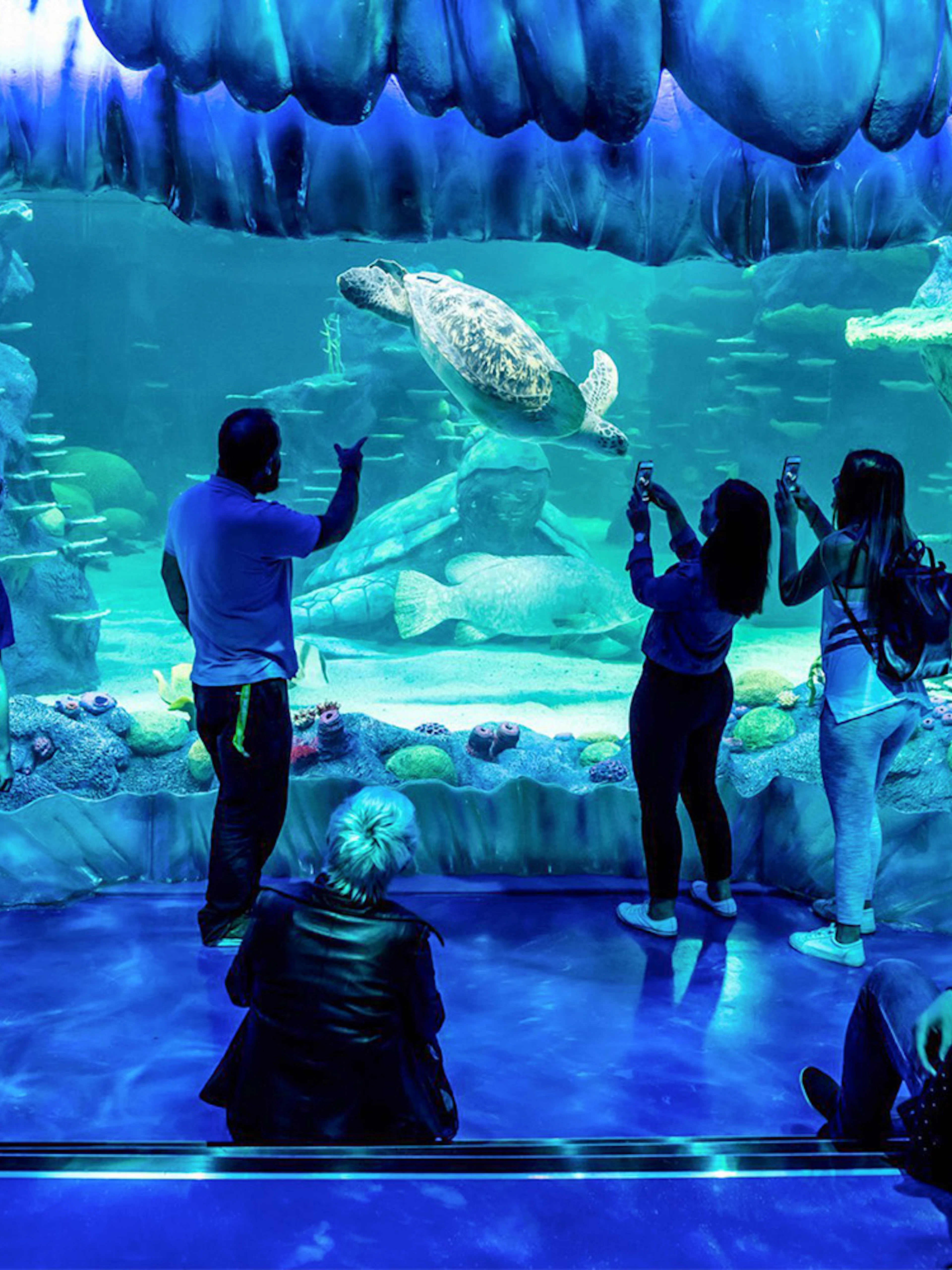 Visitors observing a sea turtle at SEA LIFE Sydney Aquarium.
