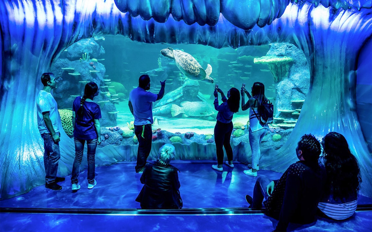 Visitors observing a sea turtle at SEA LIFE Sydney Aquarium.