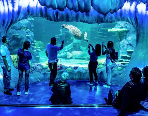 Visitors observing diverse marine life at SEA LIFE Sydney Aquarium, Australia.