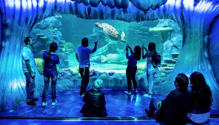 Visitors observing diverse marine life at SEA LIFE Sydney Aquarium, Australia.