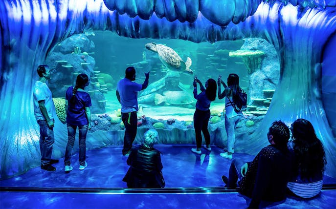 Visitors observing a sea turtle at SEA LIFE Sydney Aquarium.