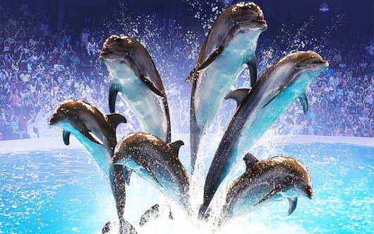 Dubai Dolphinarium Timings | Plan Your Visit Today