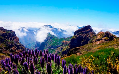 Half-Day Guided Tour Of Areiro Peak And Nun's Valley