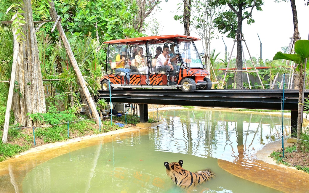 Safari car on bridge above tiger in forest setting.