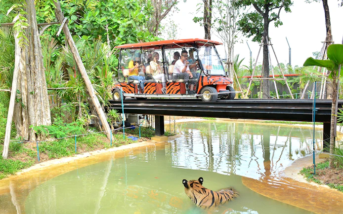 Safari car on bridge above tiger in forest setting.