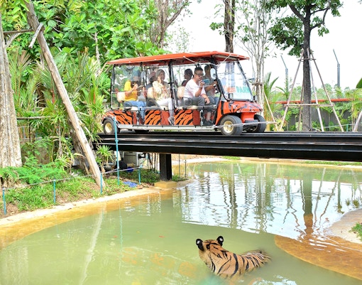 Tourists interacting with tigers at Tiger Park Pattaya, Thailand, exclusive non-Thai resident tickets available
