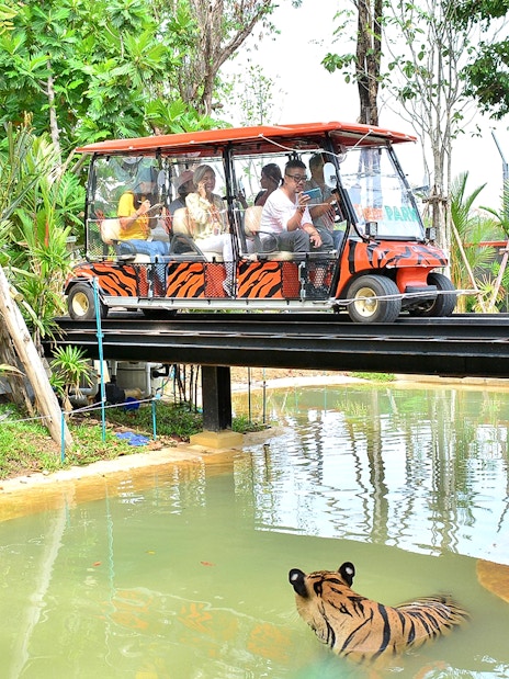 Safari car on bridge above tiger in forest setting.