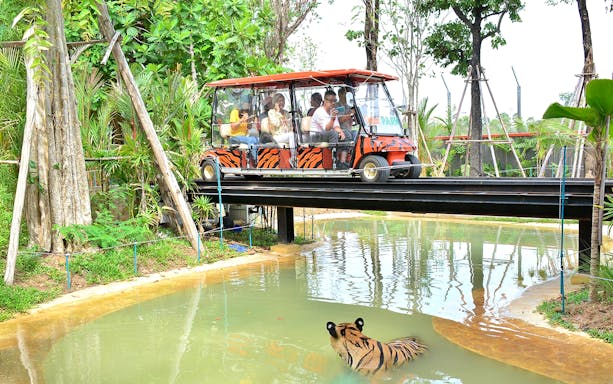 Safari car on bridge above tiger in forest setting.