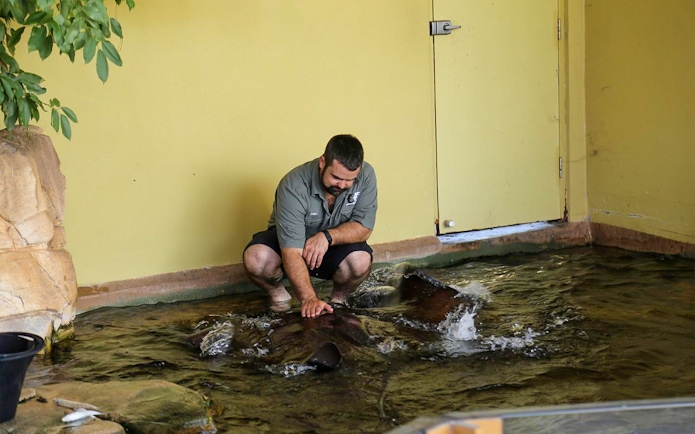 Man interacting with a whipray at Crocosaurus Cove.