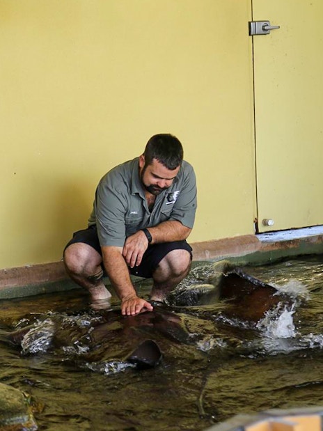 Man interacting with a whipray at Crocosaurus Cove.